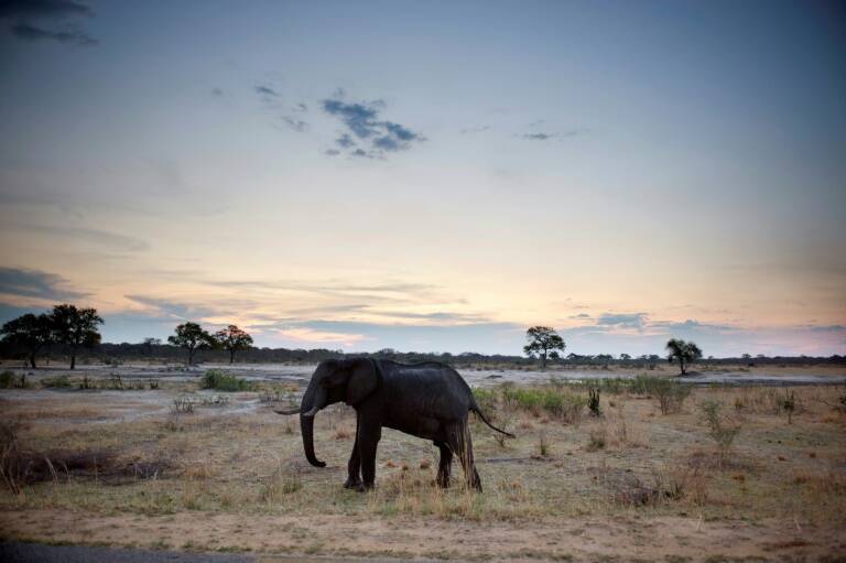 Zimbabwe - animaux - environnement - sécheresse