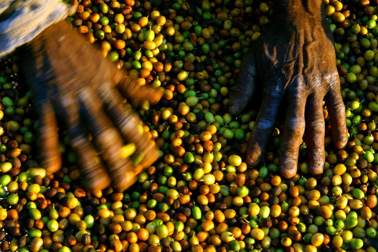 Brasil - café - materias - primas - agricultura