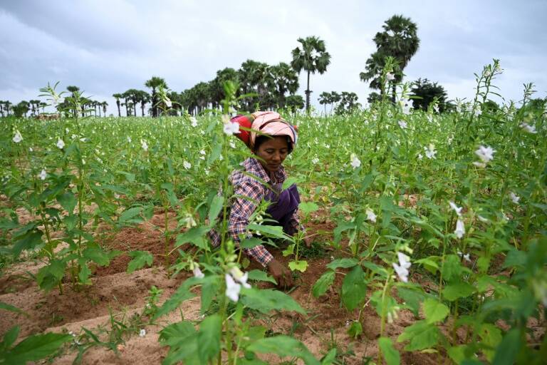 agricultura - alimentación - consumidores - cultivo - FAO - OCDE