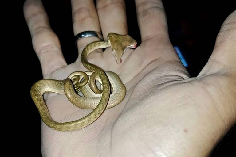 Indonesia, animal
