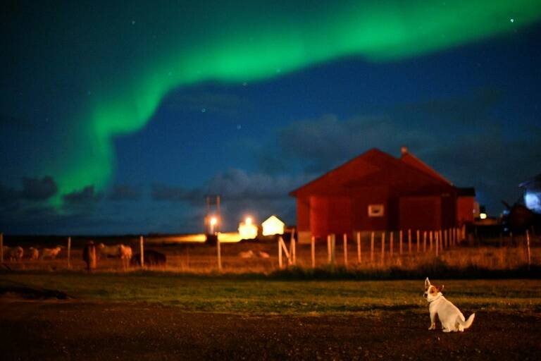 Noruega,animales,enfermedad