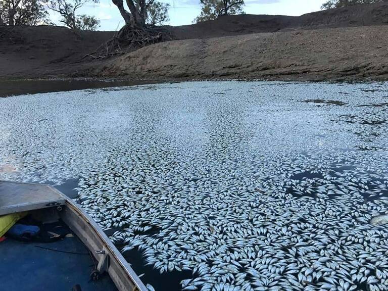 animales,medioambiente,Australie,ríos,sequía