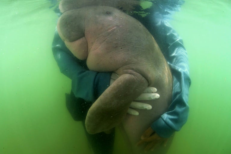 Thailand, dugong, plastic, environment