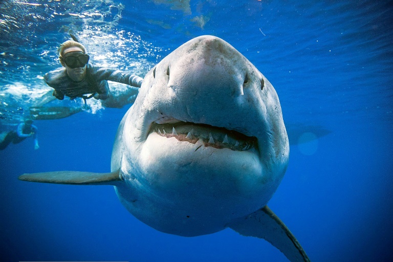 US,divers,shark