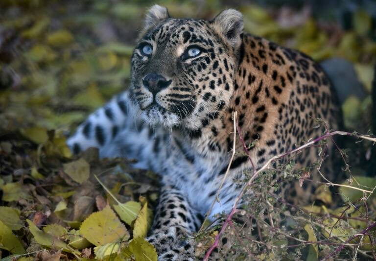 India,animal,leopard