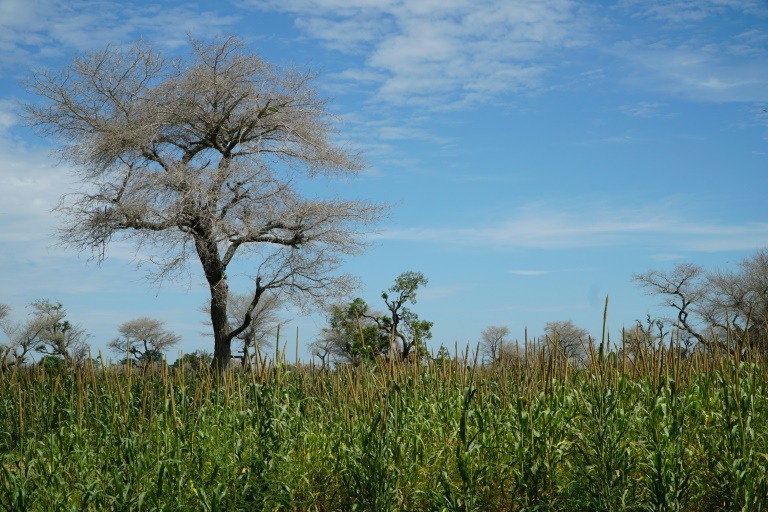 Afrique - Sahel - agriculture - environnement - forts - agronomie - climat