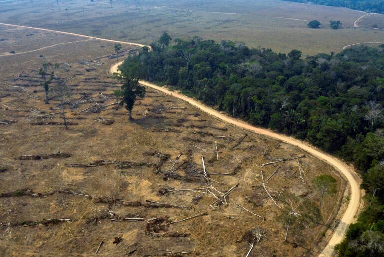 Brasil - bosques - medioambiente - política
