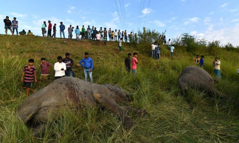 India - animal - elephants