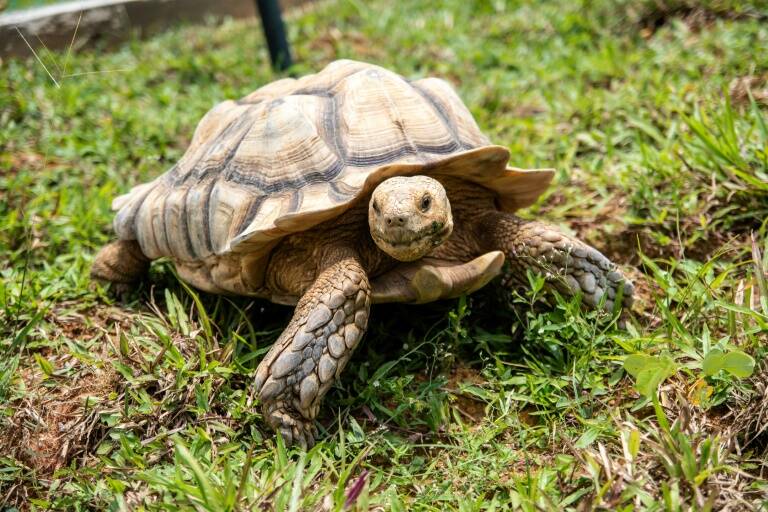 Singapore - museum - tourism - turtle