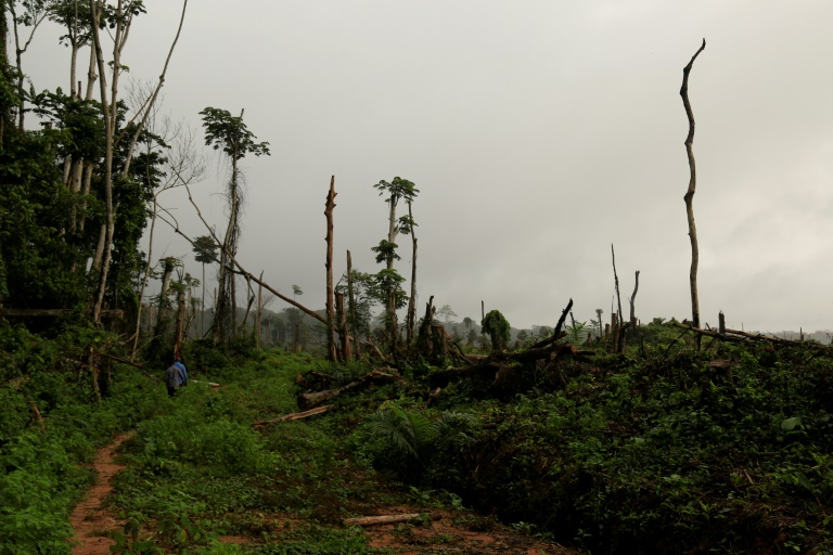 RDCongo,clima,bosques