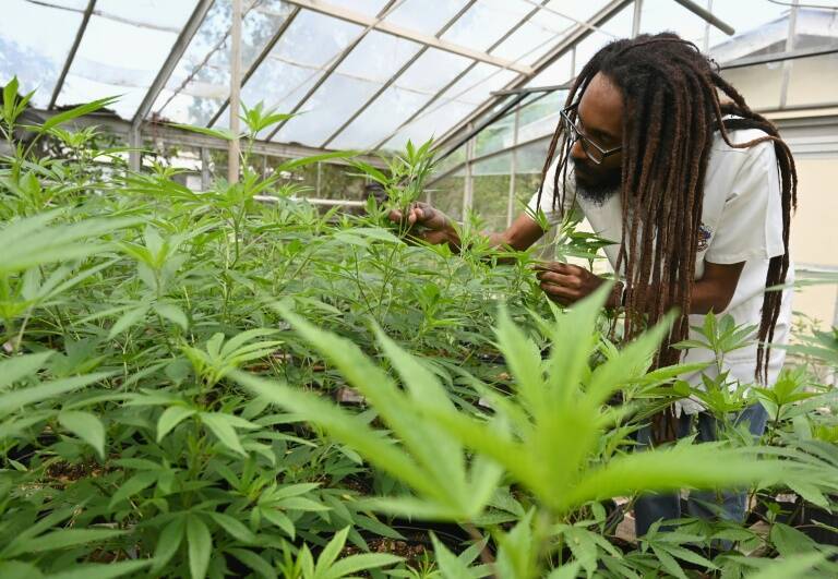 Jamaïque - horticulture - biologie - plantes - cannabis