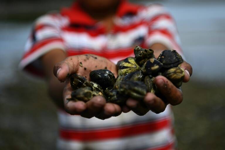 ElSalvador - animales - contaminacin - ocanos