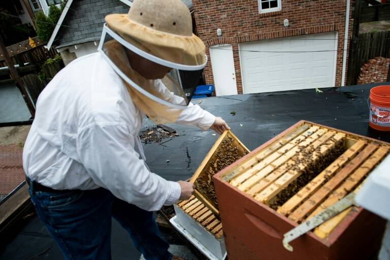 EEUU,medioambiente,naturaleza,abejas