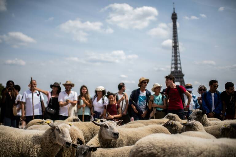 environment - agriculture - livestock - transhumance - sheep