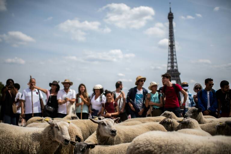 environment,agriculture,livestock,transhumance,sheep