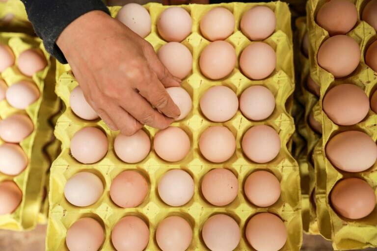 Australia, politics, Eggboy