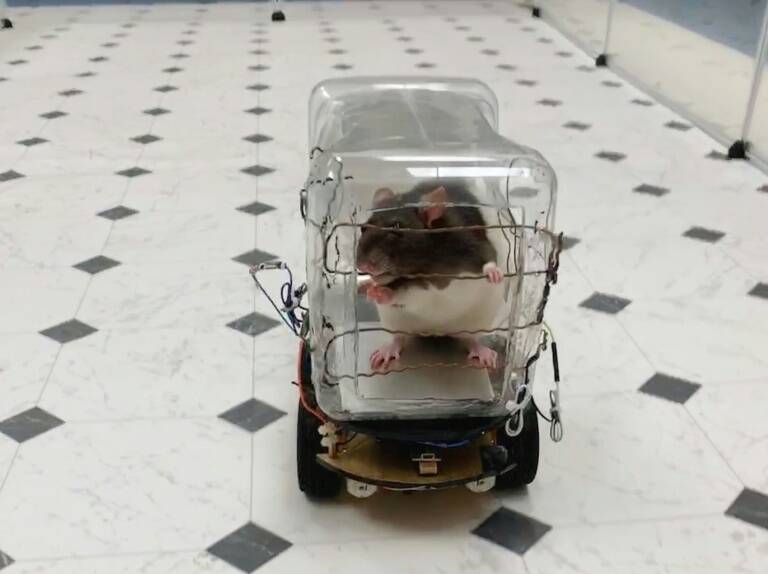 US,animal,rats