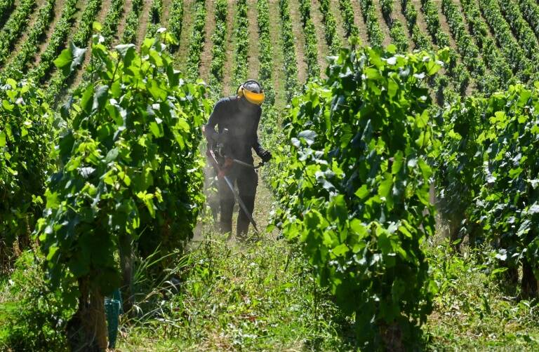 Francia - Suiza - gastronomía - vinicultura - turismo - vinos