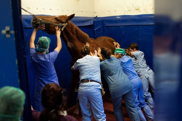 Francia - animales - veterinaria - España - caballos