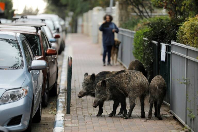 Israël - animaux - société