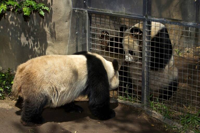 US - China - pandas - zoo