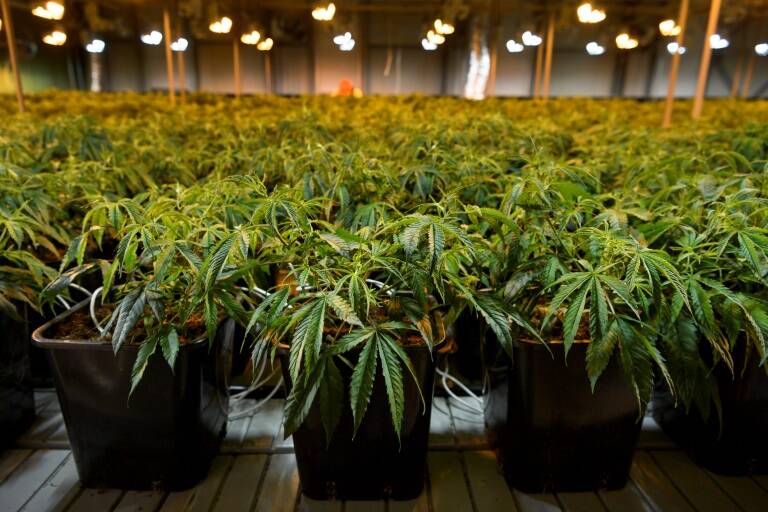 Regulación - agricultura - marihuana - cosméticos - industria