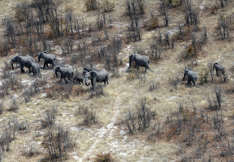 Botswana - poltica - preservacin - elefantes - legislacin - turismo
