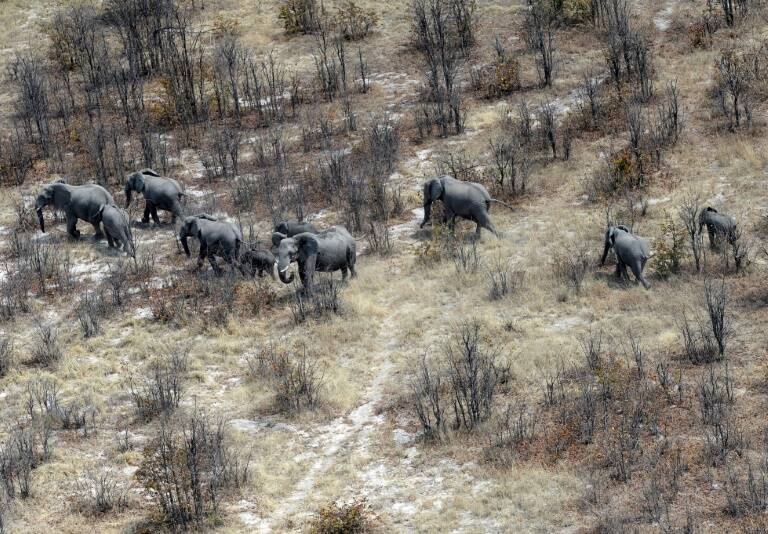 Botswana,poltica,preservacin,elefantes,legislacin,turismo