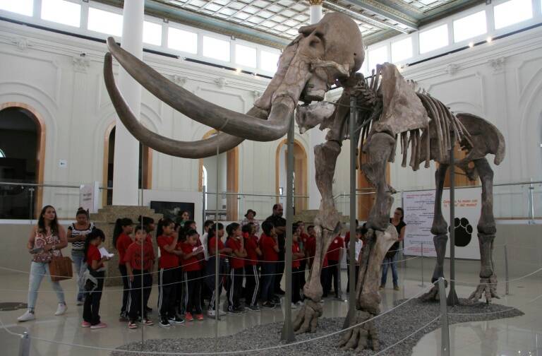 Japón - paleontología - clonación - ciencia - biotecnología
