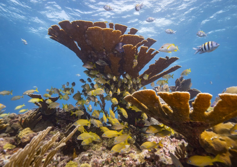 Palau, environment, conservation, oceans