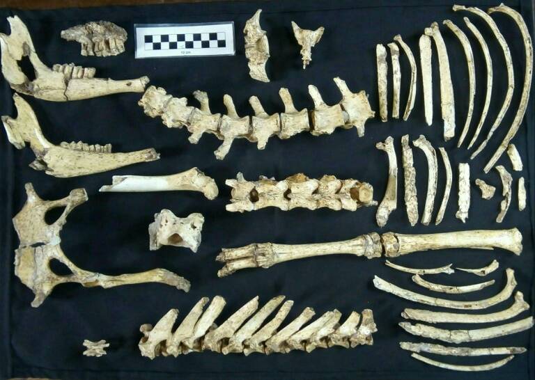 animales - paleontología - ecosistema - ciencias