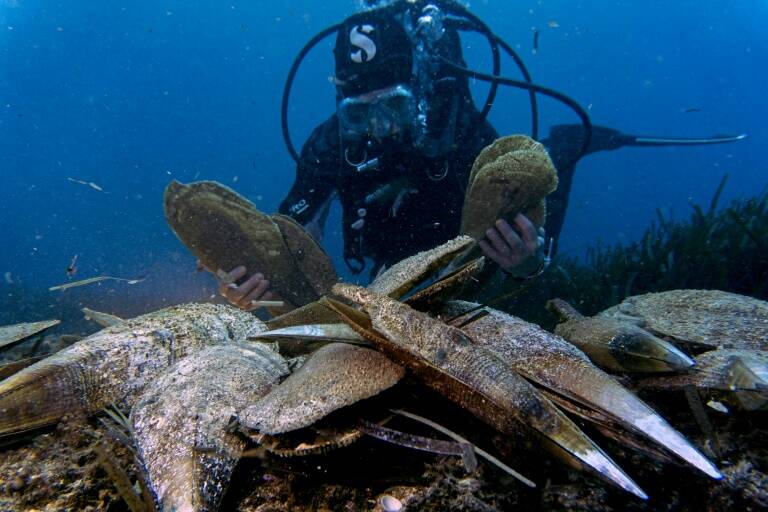 climat - nature - ocanographie - animaux - environnement - mer - France - Espagne