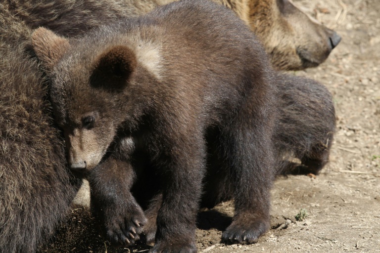 Francia - Espaa - animales - montaas - osos - medioambiente