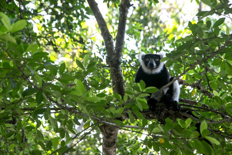 Madagascar, environnement, forêts, animaux, crime