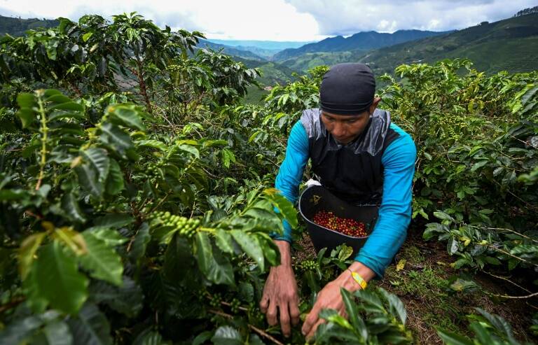 Colombia,caf,economa,agricultura