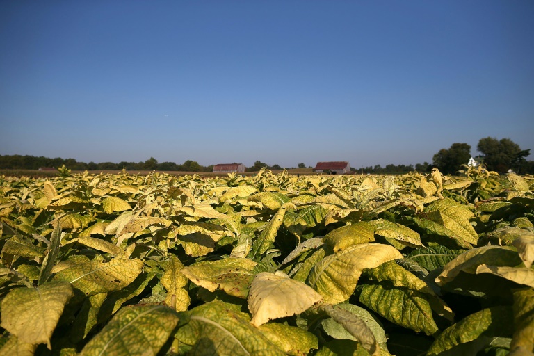 USA - agriculture - gntique - recherche - agronomie - industrie - tabac