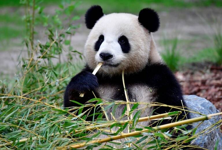 Allemagne, zoologie, animaux, panda