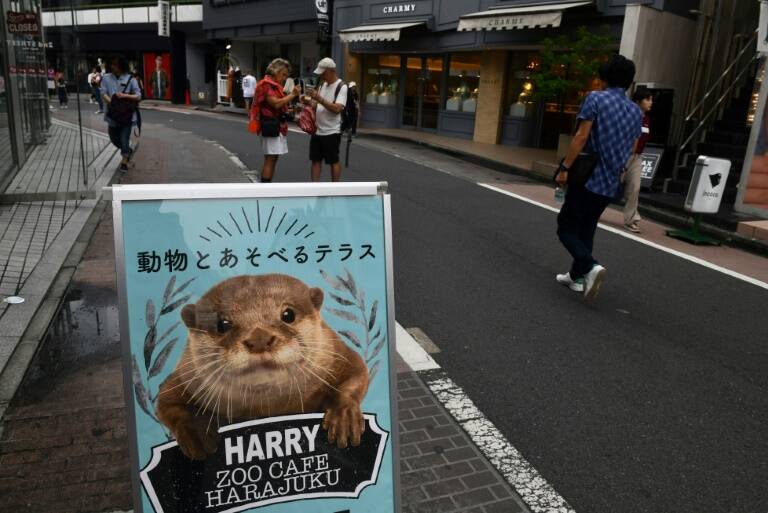 CITES - animales - medioambiente - comercio - nutria - internet