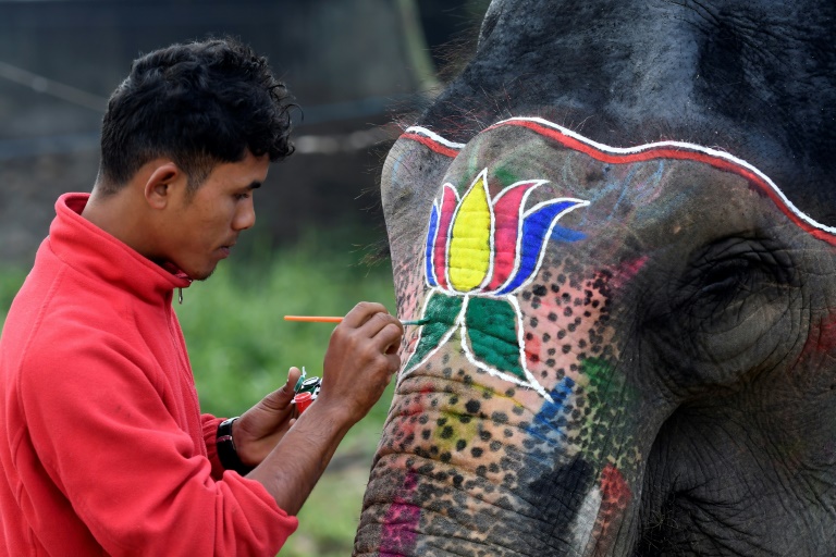 Nepal,animal,elephant