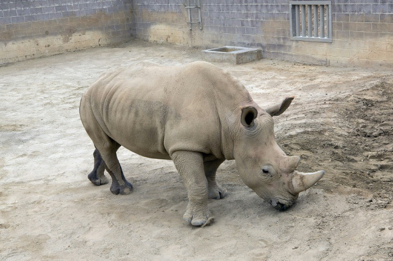 US - environment - rhino