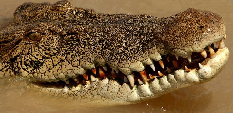 Australia, animal, crocodile, attack