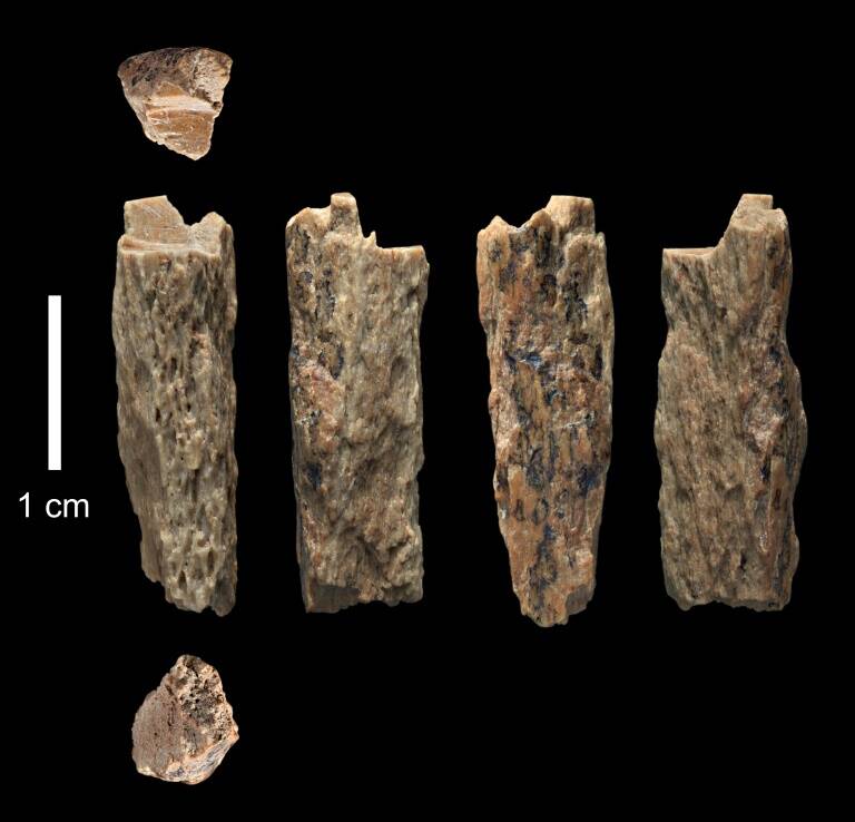 sciences - archéologie - recherche - Russie