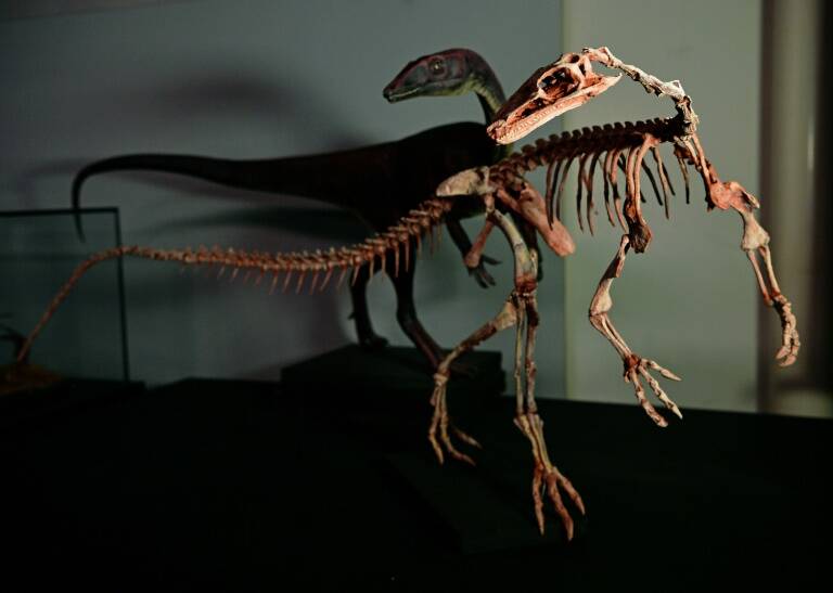 Brasil - Argentina - paleontología - ciencia