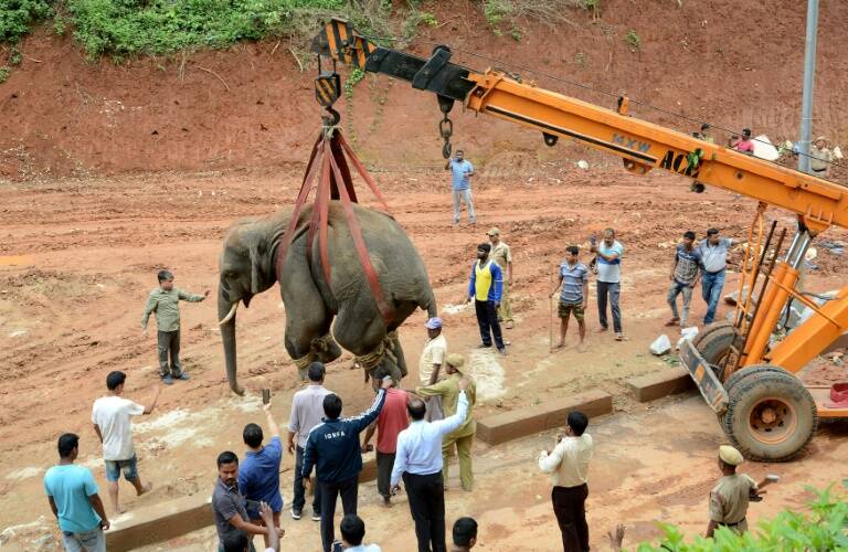 Zimbabue - Dubái - China - animales - preservación
