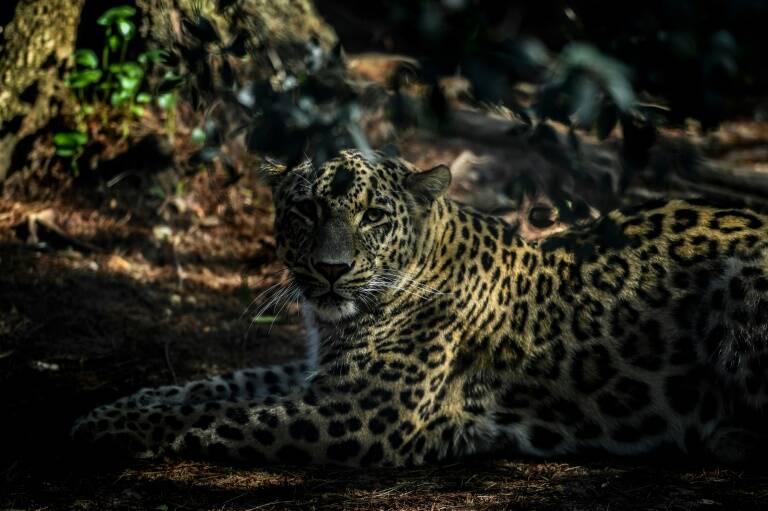 Rusia,Portugal,animales,naturaleza,preservación