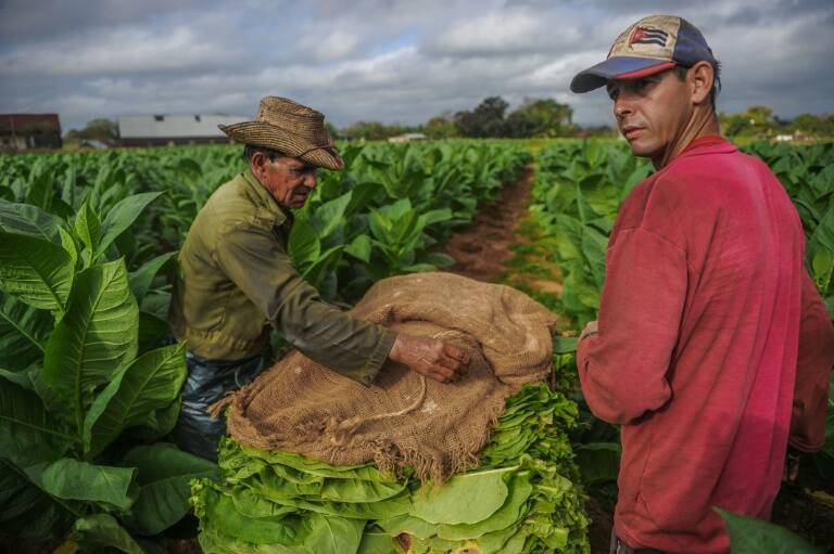 tabaco - sociedad - lujo - Cuba - Francia - EEUU - China - Espaa