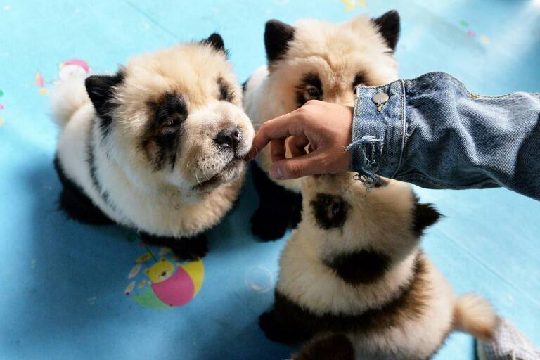 China - animal - panda - offbeat