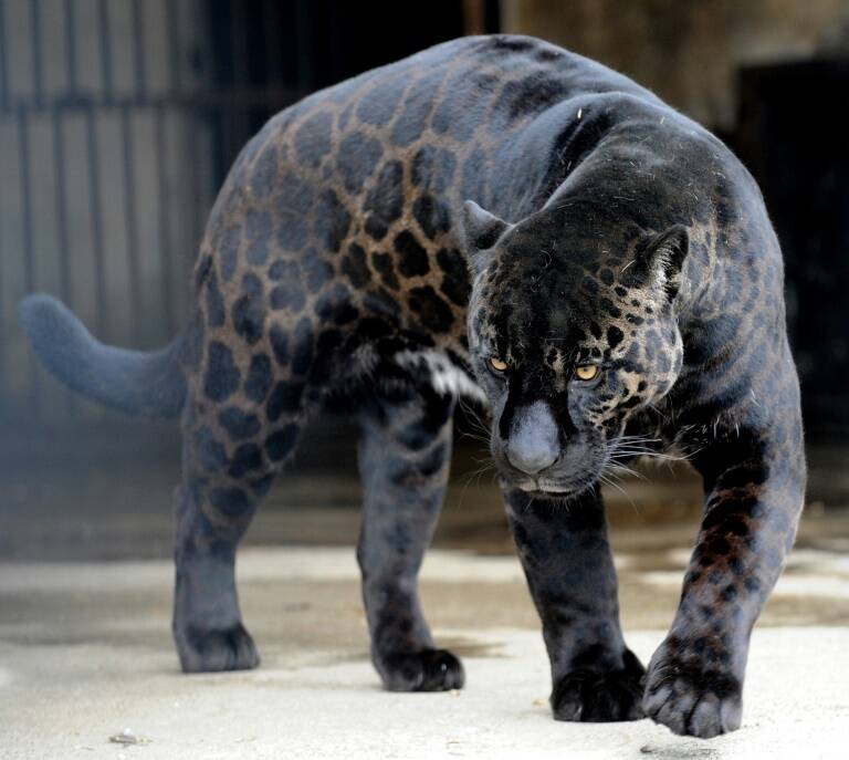 EEUU - animales - zoología - ocio