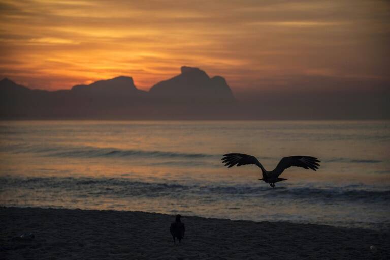 Brasil,medioambiente,animales,petrleo,contaminacin