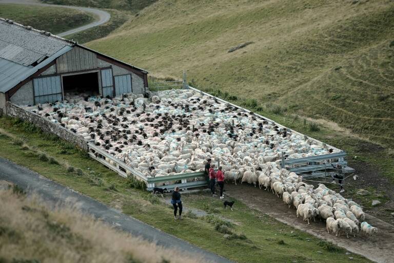 animales - medioambiente - ganadera - Espagne - France